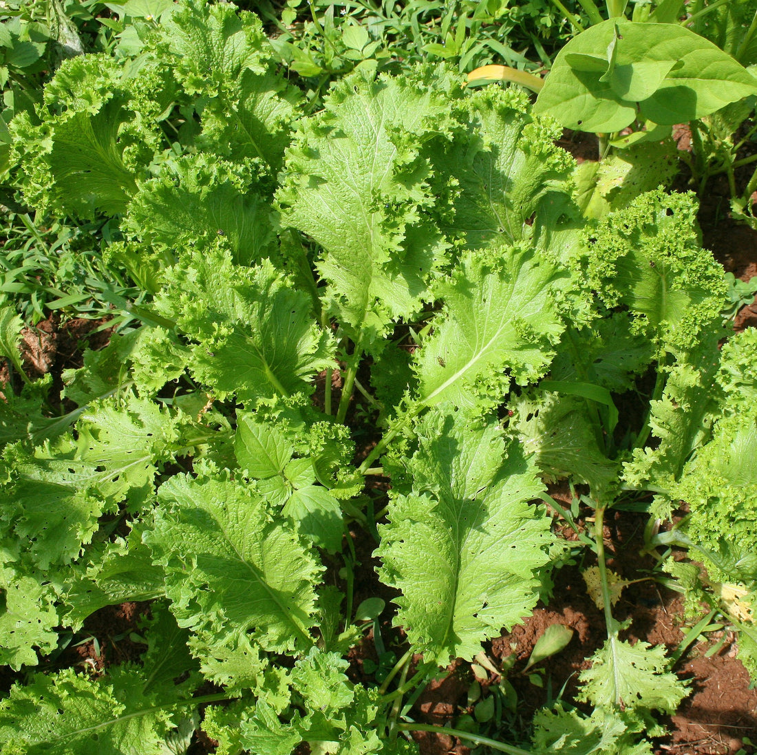 Mustard Greens.