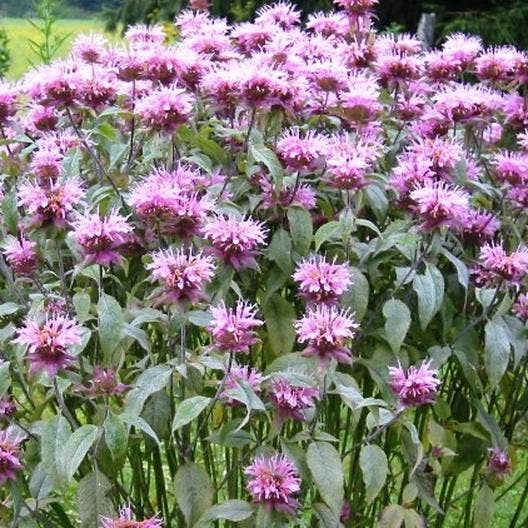 Pocket Garden, Herbal Tea