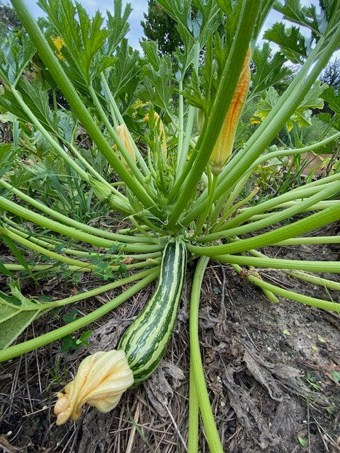 Franchi Italian Zucchini Seeds