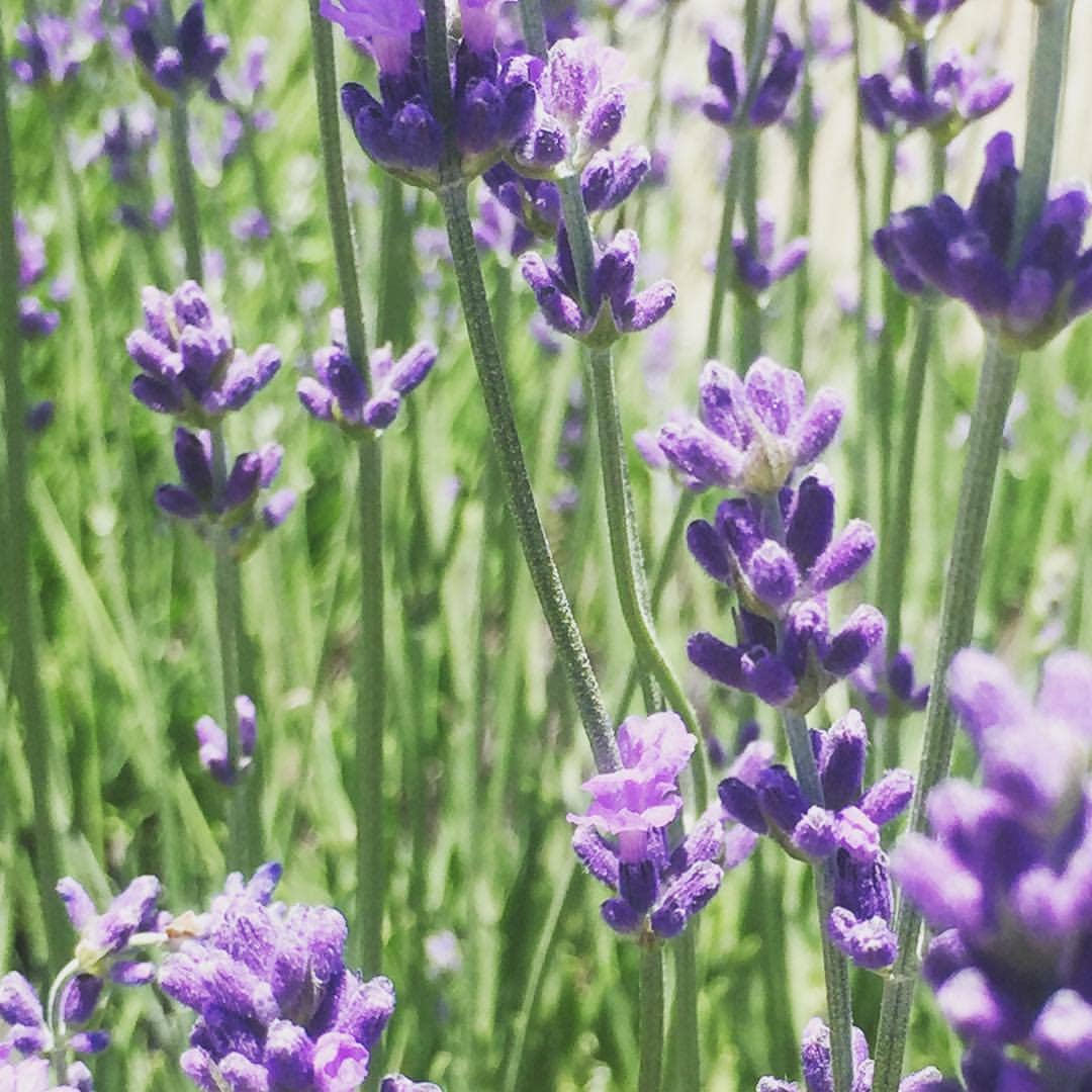 Garden Sprinkles, Lavender